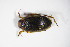  ( - GBOL02950)  @12 [ ] CreativeCommons - Attribution Non-Commercial Share-Alike (2015) Unspecified SNSB, Zoologische Staatssammlung Muenchen