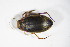  ( - GBOL02952)  @13 [ ] CreativeCommons - Attribution Non-Commercial Share-Alike (2015) Unspecified SNSB, Zoologische Staatssammlung Muenchen