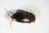  ( - GBOL02987)  @13 [ ] CreativeCommons - Attribution Non-Commercial Share-Alike (2015) Unspecified SNSB, Zoologische Staatssammlung Muenchen