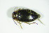  ( - GBOL03258)  @12 [ ] CreativeCommons - Attribution Non-Commercial Share-Alike (2015) Unspecified SNSB, Zoologische Staatssammlung Muenchen