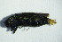  (Agrilus sp - GBOL03418)  @11 [ ] CreativeCommons - Attribution Non-Commercial Share-Alike (2015) Unspecified SNSB, Zoologische Staatssammlung Muenchen