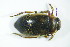  ( - GBOL03432)  @13 [ ] CreativeCommons - Attribution Non-Commercial Share-Alike (2015) Unspecified SNSB, Zoologische Staatssammlung Muenchen