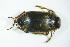  ( - GBOL03434)  @13 [ ] CreativeCommons - Attribution Non-Commercial Share-Alike (2015) Unspecified SNSB, Zoologische Staatssammlung Muenchen