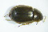  ( - GBOL03435)  @12 [ ] CreativeCommons - Attribution Non-Commercial Share-Alike (2015) Unspecified SNSB, Zoologische Staatssammlung Muenchen