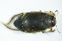  ( - GBOL03441)  @12 [ ] CreativeCommons - Attribution Non-Commercial Share-Alike (2015) Unspecified SNSB, Zoologische Staatssammlung Muenchen
