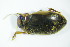  ( - GBOL03442)  @13 [ ] CreativeCommons - Attribution Non-Commercial Share-Alike (2015) Unspecified SNSB, Zoologische Staatssammlung Muenchen