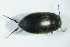  ( - GBOL03452)  @12 [ ] CreativeCommons - Attribution Non-Commercial Share-Alike (2015) Unspecified SNSB, Zoologische Staatssammlung Muenchen