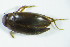  ( - GBOL03457)  @12 [ ] CreativeCommons - Attribution Non-Commercial Share-Alike (2015) Unspecified SNSB, Zoologische Staatssammlung Muenchen