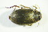  ( - GBOL03459)  @13 [ ] CreativeCommons - Attribution Non-Commercial Share-Alike (2015) Unspecified SNSB, Zoologische Staatssammlung Muenchen