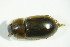  ( - GBOL03467)  @12 [ ] CreativeCommons - Attribution Non-Commercial Share-Alike (2015) Unspecified SNSB, Zoologische Staatssammlung Muenchen
