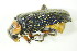  ( - GBOL04263)  @12 [ ] CreativeCommons - Attribution Non-Commercial Share-Alike (2015) Unspecified SNSB, Zoologische Staatssammlung Muenchen