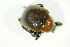  ( - GBOL04276)  @12 [ ] CreativeCommons - Attribution Non-Commercial Share-Alike (2015) Unspecified SNSB, Zoologische Staatssammlung Muenchen