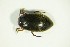  (Hydroporus erythrocephalus - GBOL04686)  @13 [ ] CreativeCommons - Attribution Non-Commercial Share-Alike (2015) Unspecified SNSB, Zoologische Staatssammlung Muenchen
