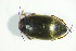  ( - GBOL04950)  @12 [ ] CreativeCommons - Attribution Non-Commercial Share-Alike (2015) Unspecified SNSB, Zoologische Staatssammlung Muenchen