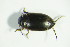  ( - GBOL04952)  @12 [ ] CreativeCommons - Attribution Non-Commercial Share-Alike (2015) Unspecified SNSB, Zoologische Staatssammlung Muenchen