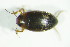  ( - GBOL04958)  @12 [ ] CreativeCommons - Attribution Non-Commercial Share-Alike (2015) Unspecified SNSB, Zoologische Staatssammlung Muenchen