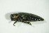  (Agrilus viridis - GBOL05081)  @11 [ ] CreativeCommons - Attribution Non-Commercial Share-Alike (2015) Unspecified SNSB, Zoologische Staatssammlung Muenchen