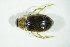  (Berosus frontifoveatus - GBOL05115)  @13 [ ] CreativeCommons - Attribution Non-Commercial Share-Alike (2015) Unspecified SNSB, Zoologische Staatssammlung Muenchen