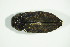  (Chrysobothris affinis - GBOL05625)  @14 [ ] CreativeCommons - Attribution Non-Commercial Share-Alike (2015) Unspecified SNSB, Zoologische Staatssammlung Muenchen