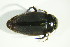  ( - GBOL06767)  @12 [ ] CreativeCommons - Attribution Non-Commercial Share-Alike (2015) Unspecified SNSB, Zoologische Staatssammlung Muenchen