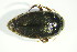  ( - GBOL06769)  @12 [ ] CreativeCommons - Attribution Non-Commercial Share-Alike (2015) Unspecified SNSB, Zoologische Staatssammlung Muenchen