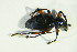  (Otiorhynchus coecus - GBOL06789)  @13 [ ] CreativeCommons - Attribution Non-Commercial Share-Alike (2015) Unspecified SNSB, Zoologische Staatssammlung Muenchen