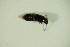  (Eusphalerum anale - GBOL06800)  @12 [ ] CreativeCommons - Attribution Non-Commercial Share-Alike (2015) Unspecified SNSB, Zoologische Staatssammlung Muenchen