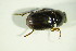  ( - GBOL06803)  @13 [ ] CreativeCommons - Attribution Non-Commercial Share-Alike (2015) Unspecified SNSB, Zoologische Staatssammlung Muenchen