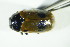  ( - GBOL06979)  @11 [ ] CreativeCommons - Attribution Non-Commercial Share-Alike (2015) Unspecified SNSB, Zoologische Staatssammlung Muenchen