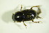  ( - GBOL07807)  @11 [ ] CreativeCommons - Attribution Non-Commercial Share-Alike (2015) Unspecified SNSB, Zoologische Staatssammlung Muenchen