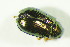  ( - GBOL07824)  @13 [ ] CreativeCommons - Attribution Non-Commercial Share-Alike (2015) Unspecified SNSB, Zoologische Staatssammlung Muenchen