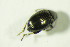  ( - GBOL07862)  @12 [ ] CreativeCommons - Attribution Non-Commercial Share-Alike (2015) Unspecified SNSB, Zoologische Staatssammlung Muenchen