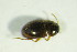  (Nargus anisotomoides - GBOL07886)  @13 [ ] CreativeCommons - Attribution Non-Commercial Share-Alike (2015) Unspecified SNSB, Zoologische Staatssammlung Muenchen