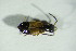  ( - GBOL09113)  @13 [ ] CreativeCommons - Attribution Non-Commercial Share-Alike (2015) Unspecified SNSB, Zoologische Staatssammlung Muenchen