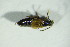  ( - GBOL09114)  @14 [ ] CreativeCommons - Attribution Non-Commercial Share-Alike (2015) Unspecified SNSB, Zoologische Staatssammlung Muenchen