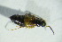  (Anthophagus alpinus - GBOL09135)  @14 [ ] CreativeCommons - Attribution Non-Commercial Share-Alike (2015) Unspecified SNSB, Zoologische Staatssammlung Muenchen