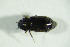  ( - GBOL09534)  @12 [ ] CreativeCommons - Attribution Non-Commercial Share-Alike (2015) Unspecified SNSB, Zoologische Staatssammlung Muenchen