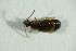  ( - GBOL09563)  @12 [ ] CreativeCommons - Attribution Non-Commercial Share-Alike (2015) Unspecified SNSB, Zoologische Staatssammlung Muenchen