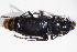  (Pterostichus justusii - GBOL10131)  @11 [ ] CreativeCommons - Attribution Non-Commercial Share-Alike (2015) Unspecified SNSB, Zoologische Staatssammlung Muenchen