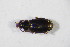  ( - GBOL10178)  @11 [ ] CreativeCommons - Attribution Non-Commercial Share-Alike (2015) Unspecified SNSB, Zoologische Staatssammlung Muenchen