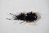  ( - GBOL10192)  @11 [ ] CreativeCommons - Attribution Non-Commercial Share-Alike (2015) Unspecified SNSB, Zoologische Staatssammlung Muenchen