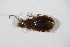  ( - GBOL10222)  @13 [ ] CreativeCommons - Attribution Non-Commercial Share-Alike (2015) Unspecified SNSB, Zoologische Staatssammlung Muenchen