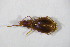  ( - GBOL10223)  @13 [ ] CreativeCommons - Attribution Non-Commercial Share-Alike (2015) Unspecified SNSB, Zoologische Staatssammlung Muenchen