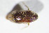  ( - GBOL11093)  @11 [ ] CreativeCommons - Attribution Non-Commercial Share-Alike (2015) Unspecified SNSB, Zoologische Staatssammlung Muenchen