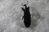  (Lixus punctiventris - GBOL13201)  @12 [ ] CreativeCommons - Attribution Non-Commercial Share-Alike (2015) Unspecified SNSB, Zoologische Staatssammlung Muenchen