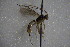  ( - GBOL14182)  @11 [ ] CreativeCommons - Attribution Non-Commercial Share-Alike (2015) Unspecified SNSB, Zoologische Staatssammlung Muenchen