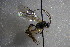  ( - GBOL14188)  @12 [ ] CreativeCommons - Attribution Non-Commercial Share-Alike (2015) Unspecified SNSB, Zoologische Staatssammlung Muenchen