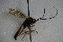  ( - GBOL14213)  @12 [ ] CreativeCommons - Attribution Non-Commercial Share-Alike (2015) Unspecified SNSB, Zoologische Staatssammlung Muenchen