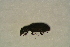  ( - GBOL14495)  @12 [ ] CreativeCommons - Attribution Non-Commercial Share-Alike (2015) Unspecified SNSB, Zoologische Staatssammlung Muenchen