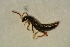  ( - GBOL14513)  @12 [ ] CreativeCommons - Attribution Non-Commercial Share-Alike (2015) Unspecified SNSB, Zoologische Staatssammlung Muenchen